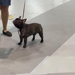 French Bulldog Puppies from Peaceful Prayers French Bulldogs