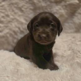 Girl 1 - female Labrador Retriever puppy in Hartley, California from Mathew's Labradors