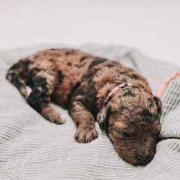 Light Pink Girl F1B Mini Goldendoodle - Merle female Goldendoodle puppy in Mckinney, Texas from Doodles of North Tx