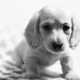 Carmella's boy - Cream male Dachshund puppy in Lyle, Washington from Wines Wienery