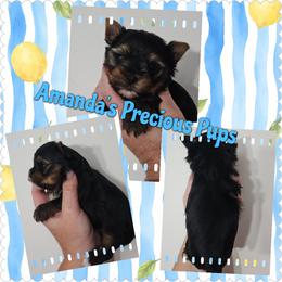 Waylon - Black and tan male Yorkshire Terrier puppy in Wartburg, Tennessee from Amanda's Precious Pups