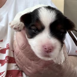 Bluey - Parti male Yorkshire Terrier puppy in La Verne, California from Heavenly Parti Yorkies