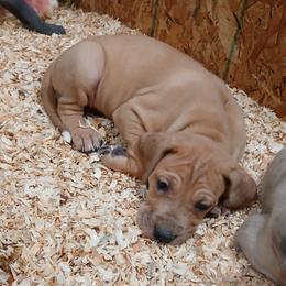 Galadriel - Merle female Great Dane puppy in Marshall, Michigan from Dream K9