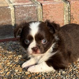 John B - Chocolate and white male Chihuahua puppy in Gloucester, Virginia from Charlotte's Web of Chihuahuas