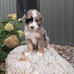 Skye - Blue merle female Bernedoodle puppy in Beach City, Ohio from Blue Cloud Doodles