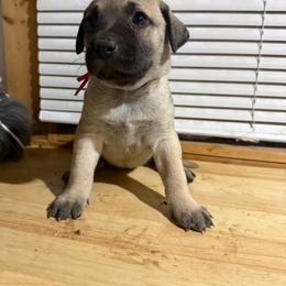 Pink - Yellow female Black Mouth Cur puppy in Warsaw, Missouri from Heritage Cow Dogs