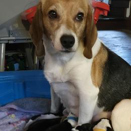 Giddy - Beagle