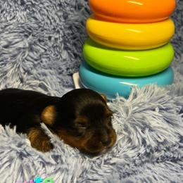 Yorkshire Terriers from Criadero Santos Padron