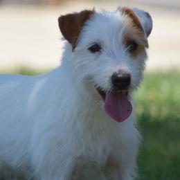 Jack Russell Terriers and Parson Russell Terriers from Wendover Terriers
