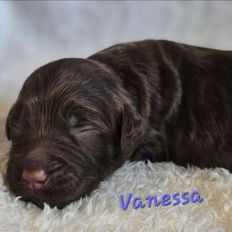 Vanessa - Chocolate female Goldendoodle puppy in Kansas City, Missouri from Poppy's Doodles