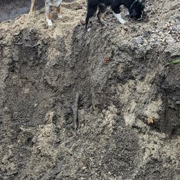 Miniature Australian Shepherd and Toy Australian Shepherd Puppies from Loyal Litters Toy Australian Shepherds