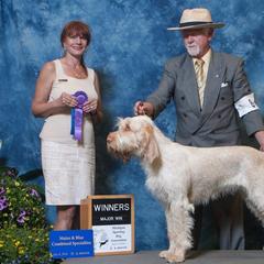 Spinoni Italiani from Spinone Italiano