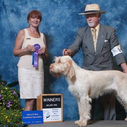 Spinoni Italiani from Spinone Italiano