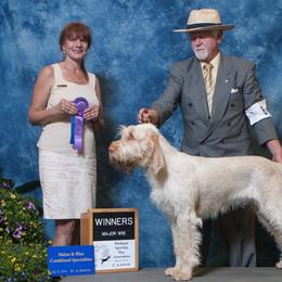 Spinoni Italiani from Spinone Italiano