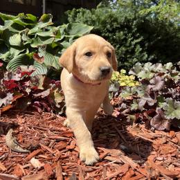 Hazel - Yellow female Labrador Retriever puppy in Alger, Ohio from Osborne Family Retrievers