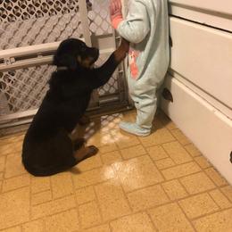 Rottweiler Puppies from Rose Red Rottweilers