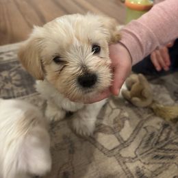 Morkie Puppies from Pawsitive Paws🐾