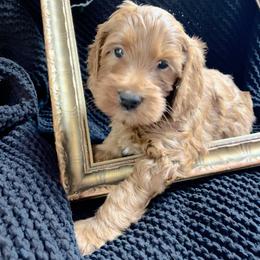 Laoghaire ('Leery') - Red  female Goldendoodle puppy in Placerville, California from New Dawn Poodles and Doodles