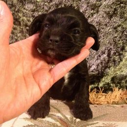 Cocker Spaniel Puppies from Richards' Cocker Kennel
