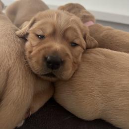 Labrador Retriever Puppies from Sun Ridge Labradors