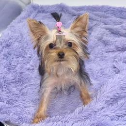 Tiny Annie - Blue and gold female Yorkshire Terrier puppy in Sandy Hook, Kentucky from The Royal Yorkie Den LLC