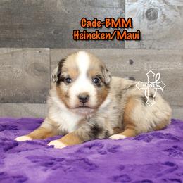 Cade - Blue merle male Miniature American Shepherd puppy in Elgin, Oregon from Cross L Miniature American Shepherds