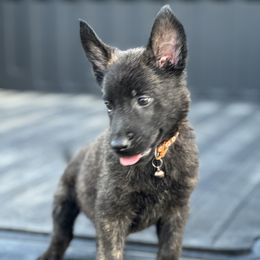 Boy 1 orange collar (Stanley) - Gold brindle Dutch Shepherd puppy in Saint Amant, Louisiana from Mercy Kennels