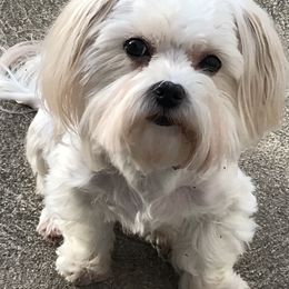 Maltese Puppies from May-Fam Maltese