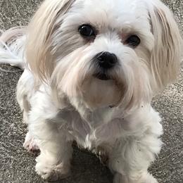 Maltese Puppies from May-Fam Maltese