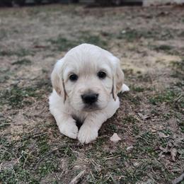 Amelia - Light golden female Golden Retriever puppy in Seymour, Missouri from High Road Golden Retrievers