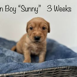 Golden Retriever Puppies from Gold Treasure Retrievers