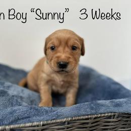 Golden Retriever Puppies from Gold Treasure Retrievers