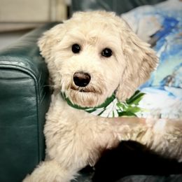 Griffin - Goldendoodle