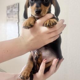 Hank - Black and cream male Dachshund puppy in Ackerly, Texas from Silver Dach Farms