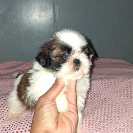 Boy 1 - Gold and white male Shih Tzu puppy in Birmingham, Alabama from K&D kennels