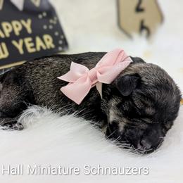 Pink Collar - Salt and pepper female Miniature Schnauzer puppy in Peoria, Arizona from Hall Miniature Schnauzers