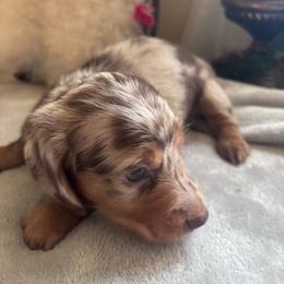 Gordon - Dapple male Dachshund puppy in Argos, Indiana from TKO Doxies