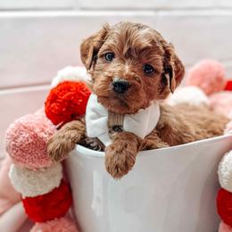 Kronos - Red  male Goldendoodle puppy in Iola, Texas from Supreme Doodles of Texas
