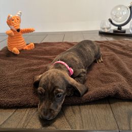 Dachshund Puppies from Lily’s Mini Dachshunds