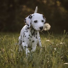 Dalmatian Puppies from Whispered Spots Dalmatians
