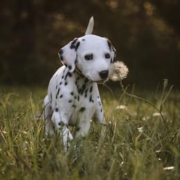 Dalmatian Puppies from Whispered Spots Dalmatians