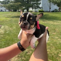 French Bulldog Puppies from Luvia Anderson