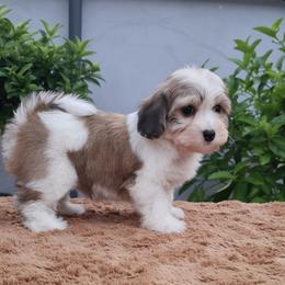 Cavachon, Cavalier King Charles Spaniel, Cavapoo, and Havanese Puppies from Peaks Pups & Cavachon Love Chocolate Cavaliers, Cavaliers, Cavachon’s, Cavapoos & Havanese