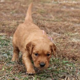Riley's Pink Girl - Dark golden female Golden Retriever puppy in Idaho Falls, Idaho from Once Upon A Dream Kennels