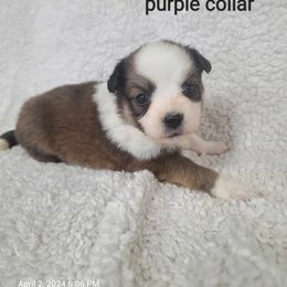 American Eskimo Dog, Companion Cross, and Miniature Australian Shepherd Puppies from Rodeo Ranch Aussies and Aussie Mo's