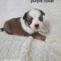 American Eskimo Dog, Companion Cross, and Miniature Australian Shepherd Puppies from Rodeo Ranch Aussies and Aussie Mo's