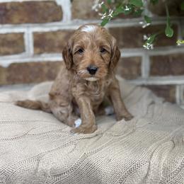 Boy 2 - male Cockapoo puppy in Ephrata, Pennsylvania from Windy Ridge Cockapoos