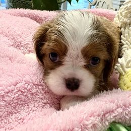Lois Lane - Blenheim female Cavalier King Charles Spaniel puppy in Simpsonville, South Carolina from Thunder Pups Farm