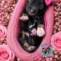 Harley - Salt and pepper female Miniature Schnauzer puppy in Magalia, California from NorCal Schnauzers