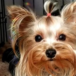 Yorkshire Terriers from Cali Rose Kennel